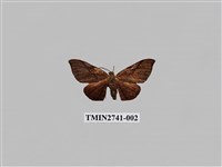 藏品(尺蛾297)的圖片